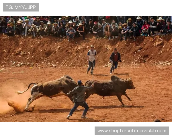 真人斗牛网址推荐让你轻松体验高品质线上斗牛娱乐的最佳平台选择指南